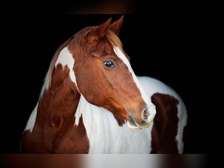 Paint Horse Giumenta 14 Anni 152 cm Sauro scuro in Weatherford TX