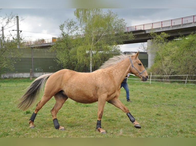 Paint Horse Mix Giumenta 14 Anni 154 cm Palomino in Meinersen