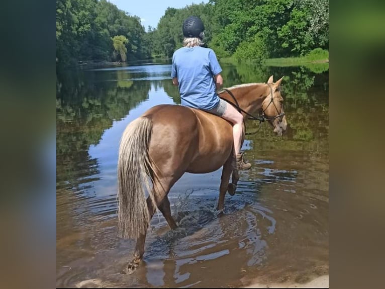 Paint Horse Mix Giumenta 14 Anni 154 cm Palomino in Meinersen