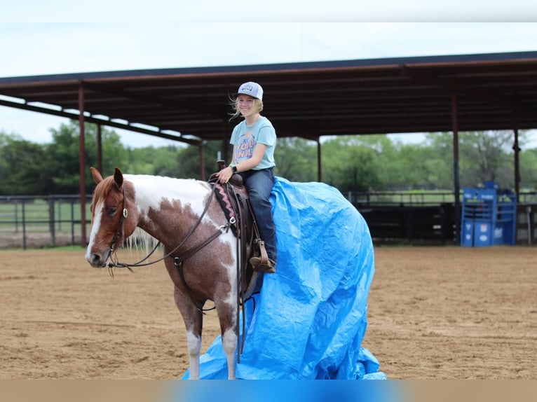 Paint Horse Giumenta 15 Anni 152 cm Pezzato in Pilot Point