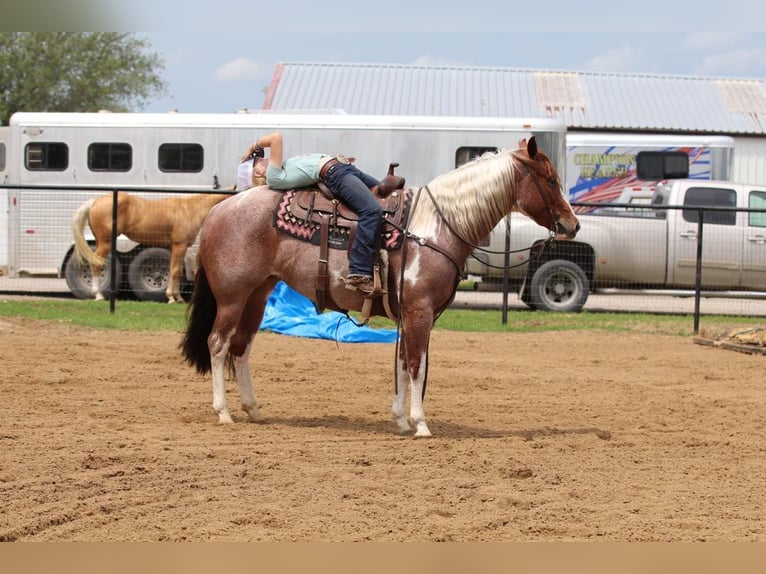 Paint Horse Giumenta 15 Anni 152 cm Pezzato in Pilot Point