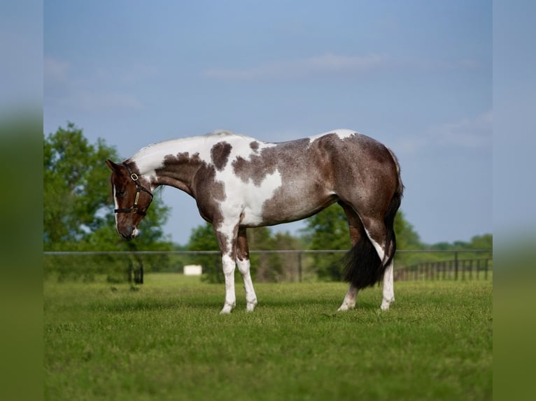 Paint Horse Giumenta 15 Anni 152 cm Pezzato in Pilot Point