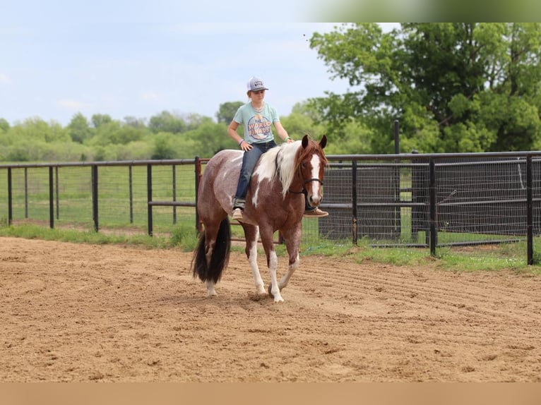 Paint Horse Giumenta 15 Anni 152 cm Pezzato in Pilot Point