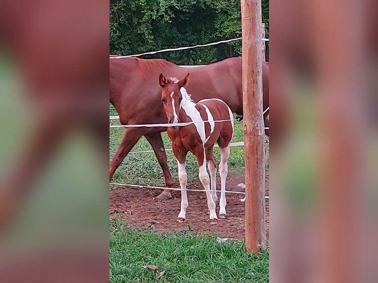 Paint Horse Giumenta 15 Anni 160 cm Sauro in Lubawa