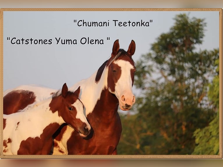 Paint Horse Giumenta 16 Anni 148 cm Pezzato in Dischingen