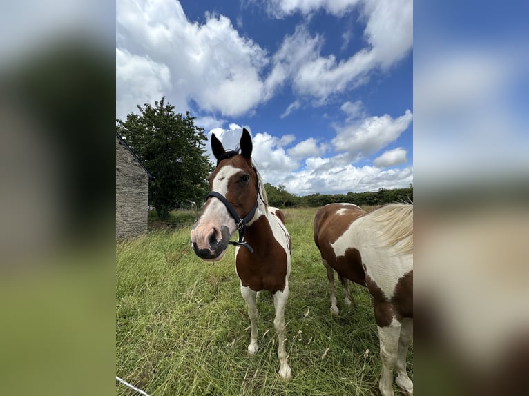 Paint Horse Giumenta 16 Anni 158 cm Baio in lanouée