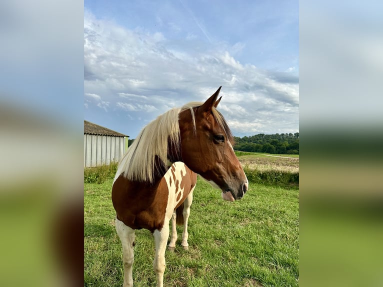 Paint Horse Giumenta 16 Anni 158 cm Baio in lanouée