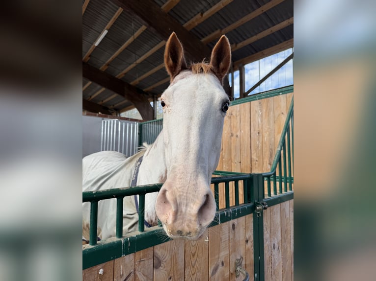 Paint Horse Giumenta 17 Anni 150 cm Sabino in Bad Bramstedt