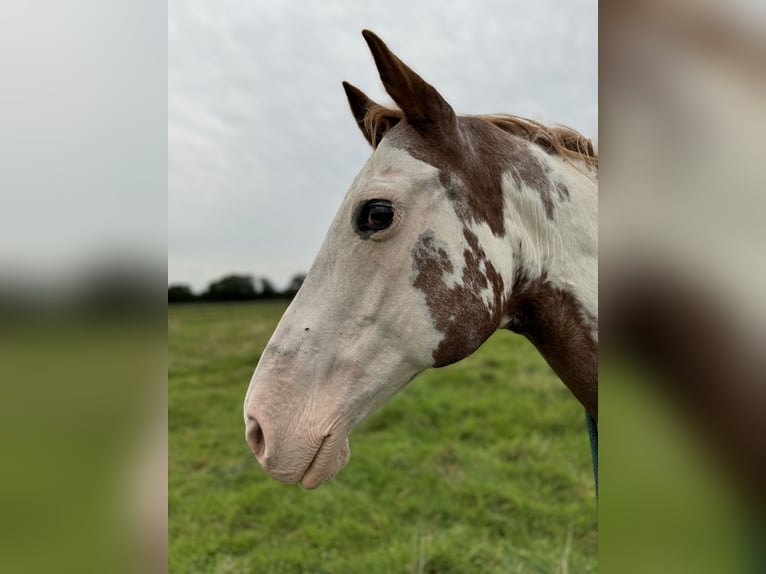 Paint Horse Giumenta 17 Anni 150 cm Sabino in Bad Bramstedt