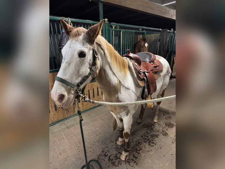 Paint Horse Giumenta 17 Anni 150 cm Sabino in Bad Bramstedt