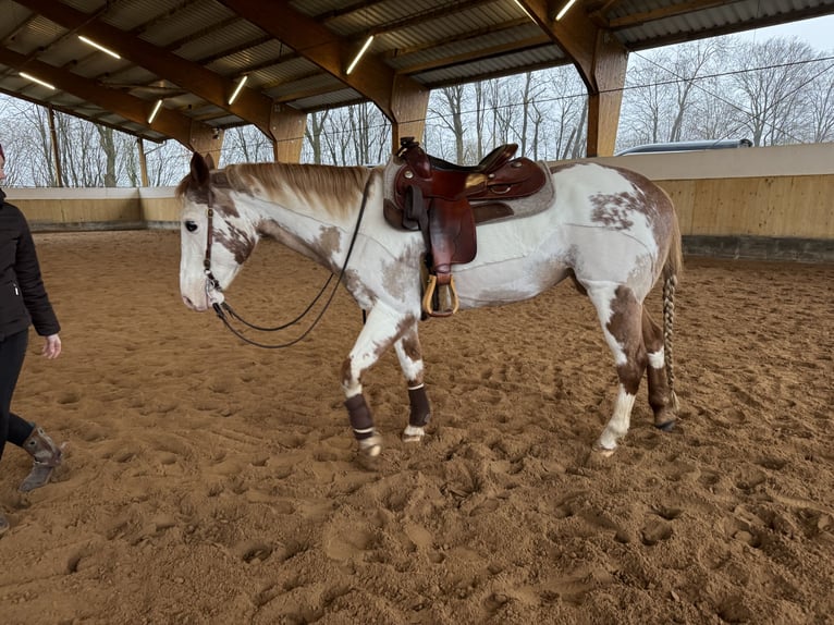 Paint Horse Giumenta 17 Anni 150 cm Sabino in Bad Bramstedt