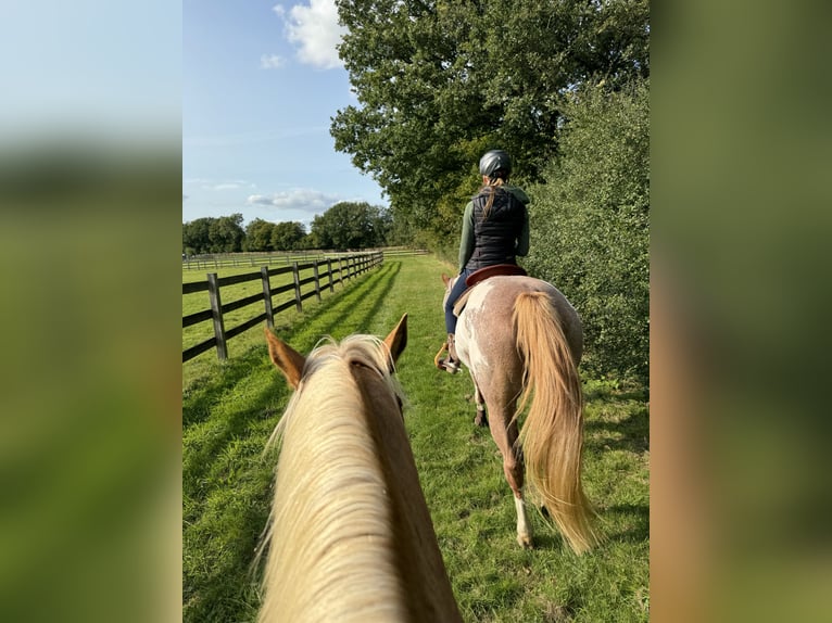 Paint Horse Giumenta 17 Anni 150 cm Sabino in Bad Bramstedt