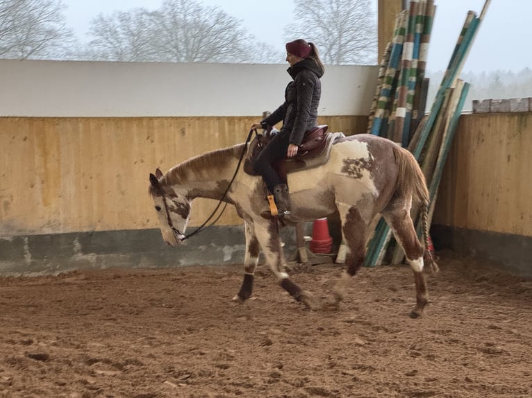 Paint Horse Giumenta 17 Anni 150 cm Sabino in Bad Bramstedt