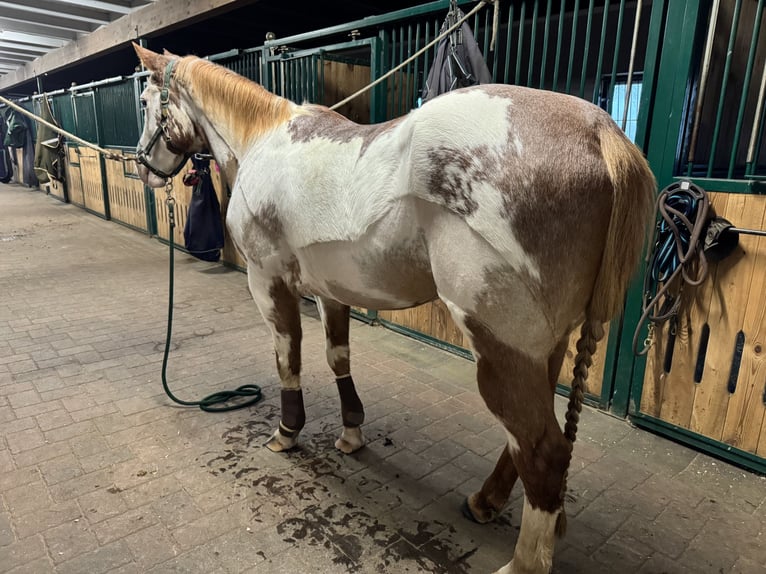 Paint Horse Giumenta 17 Anni 150 cm Sabino in Bad Bramstedt