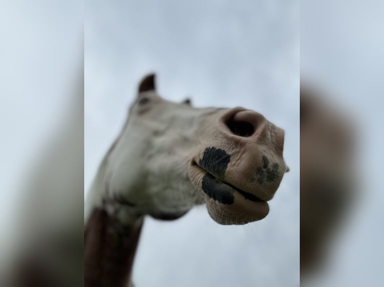 Paint Horse Giumenta 17 Anni 150 cm Sabino in Bad Bramstedt