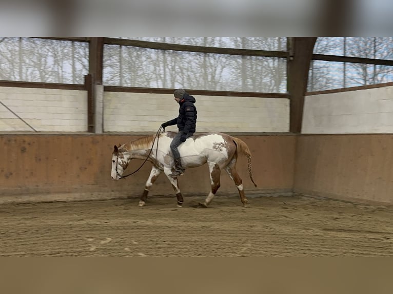 Paint Horse Giumenta 17 Anni 150 cm Sabino in Bad Bramstedt