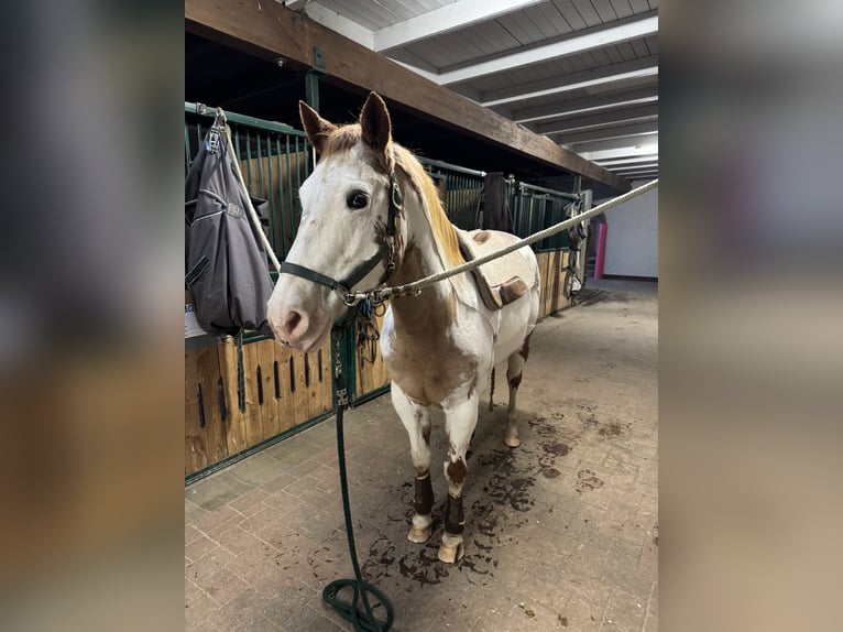 Paint Horse Giumenta 17 Anni 150 cm Sabino in Bad Bramstedt