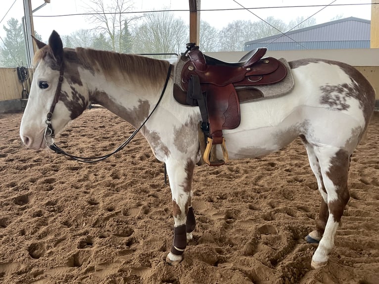 Paint Horse Giumenta 17 Anni 150 cm Sabino in Bad Bramstedt