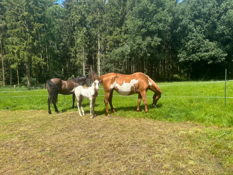 Paint Horse Giumenta 17 Anni 152 cm Overo-tutti i colori in Bramsche