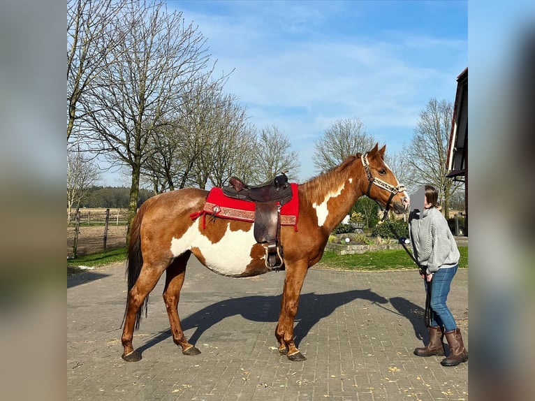 Paint Horse Giumenta 17 Anni 152 cm Overo-tutti i colori in Bramsche