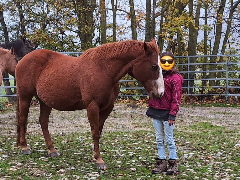 Paint Horse Mix Giumenta 18 Anni 140 cm Sauro in Niederstetten