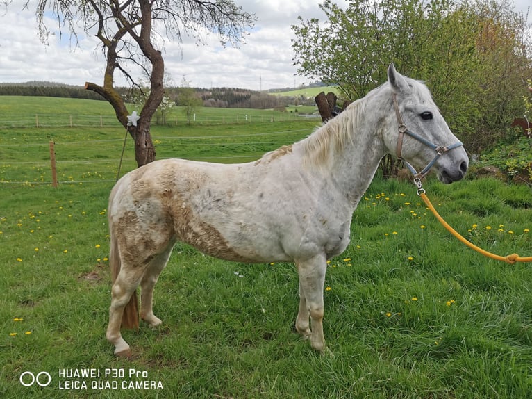 Paint Horse Giumenta 18 Anni 155 cm Grigio pezzato in BETTELDORF