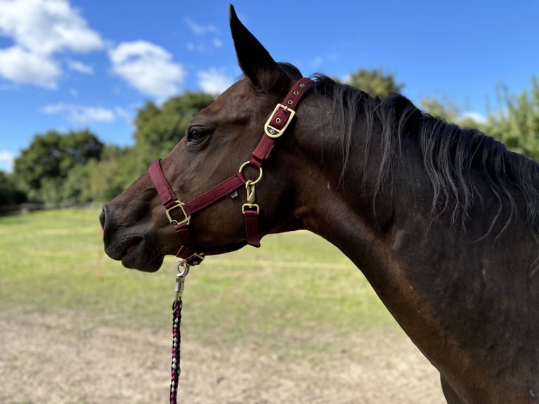 Paint Horse Giumenta 19 Anni 150 cm Baio in Mühlhausen/Thüringen