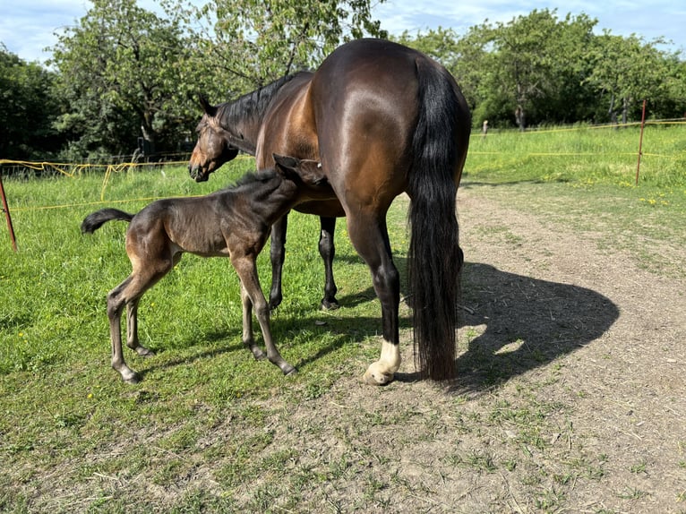 Paint Horse Giumenta 19 Anni 150 cm Baio in Mühlhausen/Thüringen