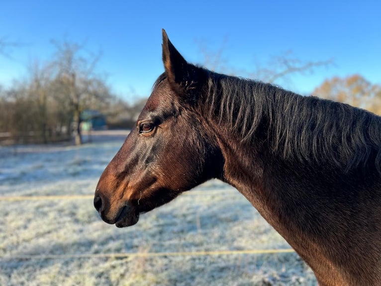 Paint Horse Giumenta 19 Anni 150 cm Baio in Mühlhausen/Thüringen