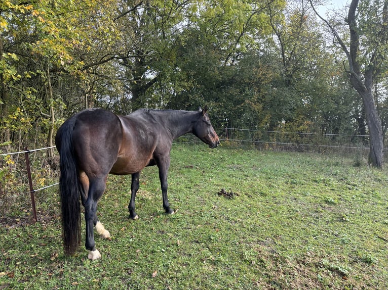 Paint Horse Giumenta 19 Anni 150 cm Baio in Mühlhausen/Thüringen