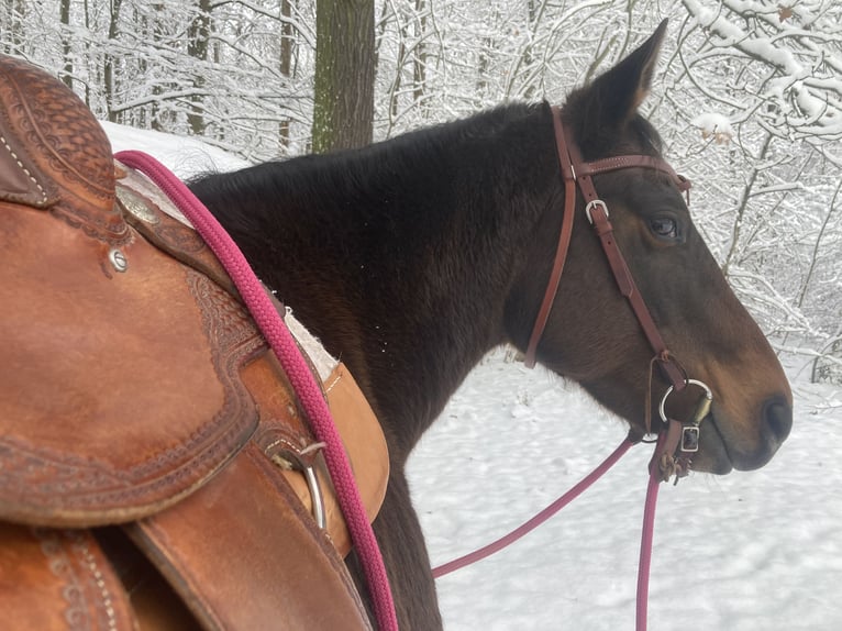 Paint Horse Giumenta 19 Anni 150 cm Baio in Mühlhausen/Thüringen