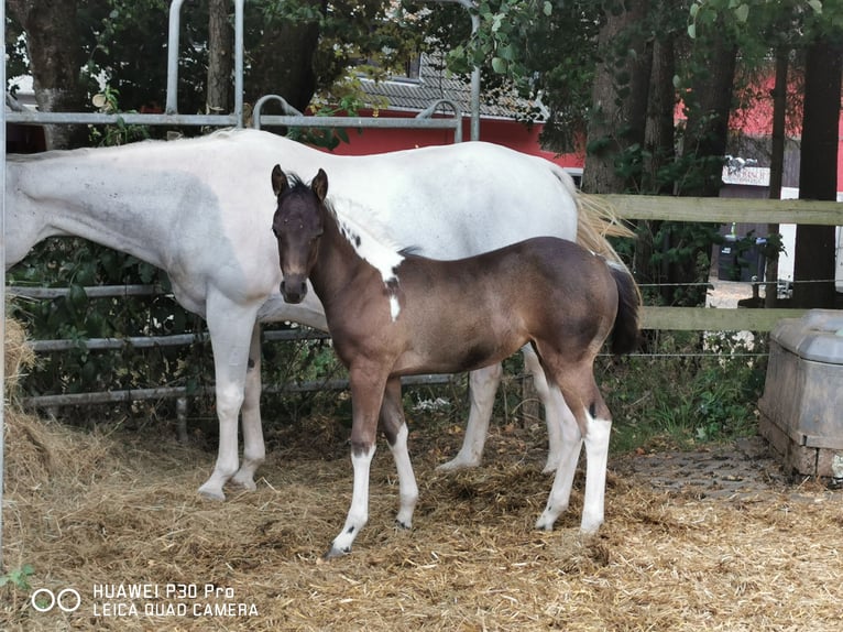 Paint Horse Giumenta 19 Anni 155 cm Grigio pezzato in BETTELDORF