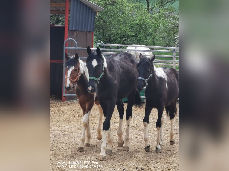 Paint Horse Giumenta 19 Anni 155 cm Grigio pezzato in BETTELDORF