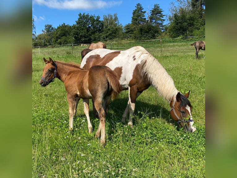 Paint Horse Giumenta 1 Anno 147 cm Sauro scuro in Erbendorf