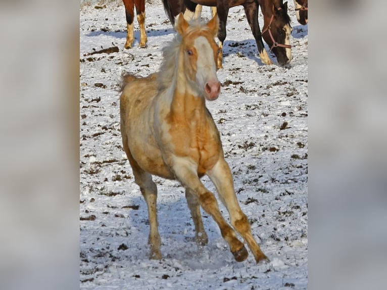 Paint Horse Giumenta 1 Anno 150 cm in Buchbach