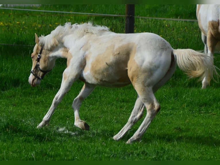 Paint Horse Giumenta 1 Anno 150 cm Champagne in Buchbach
