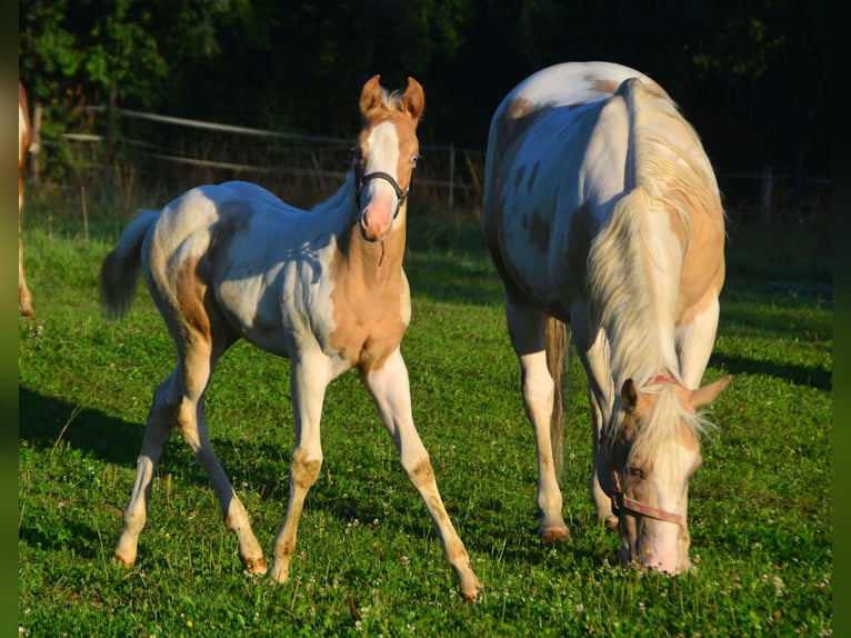 Paint Horse Giumenta 1 Anno 150 cm Champagne in Buchbach