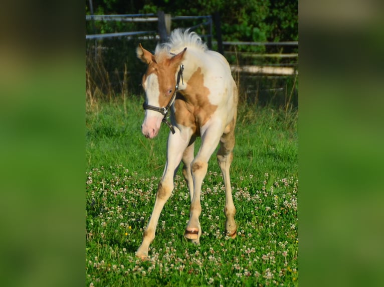 Paint Horse Giumenta 1 Anno 150 cm Champagne in Buchbach