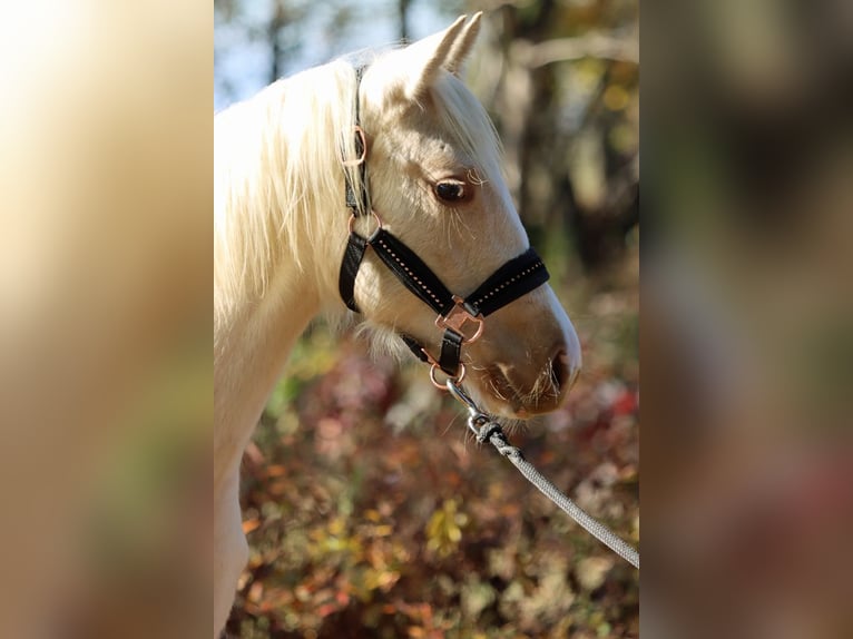 Paint Horse Giumenta 1 Anno 150 cm Palomino in Hellenthal