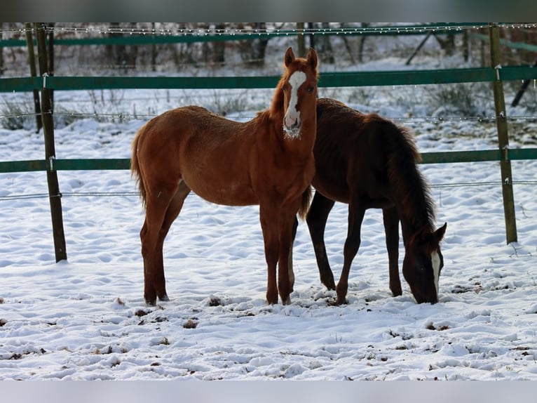 Paint Horse Giumenta 1 Anno 150 cm Red dun in Hellenthal