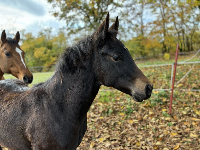 Paint Horse Giumenta 1 Anno 152 cm Baio scuro in Mühlhausen