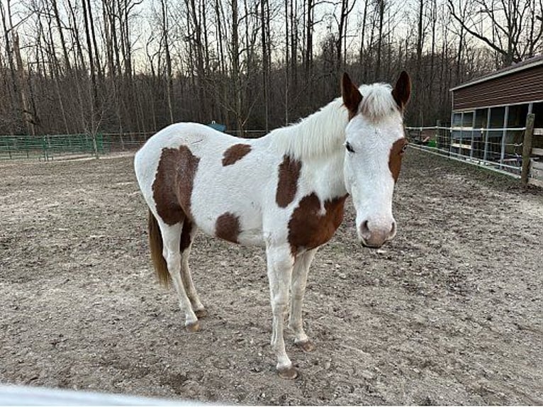 Paint Horse Giumenta 1 Anno 152 cm Sauro ciliegia in Rhelonie