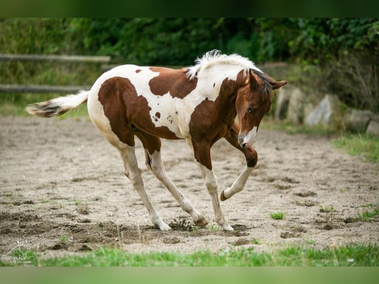 Paint Horse Giumenta 1 Anno 152 cm Tobiano-tutti i colori in Danstedt