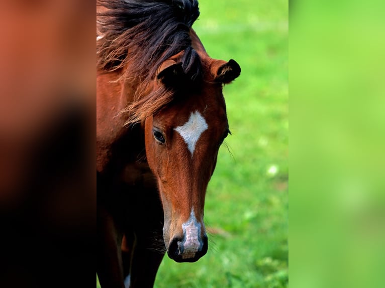 Paint Horse Giumenta 1 Anno 152 cm Tobiano-tutti i colori in Hellenthal