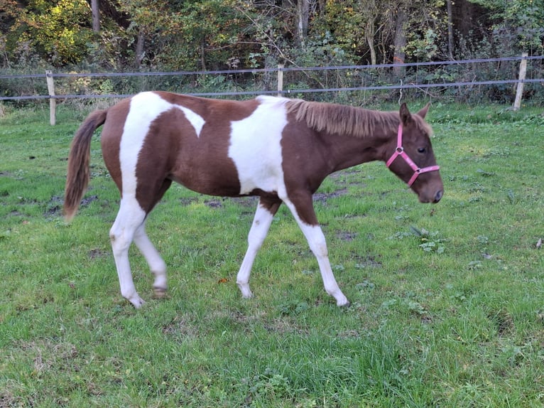 Paint Horse Giumenta 1 Anno 152 cm Tobiano-tutti i colori in Kruchten