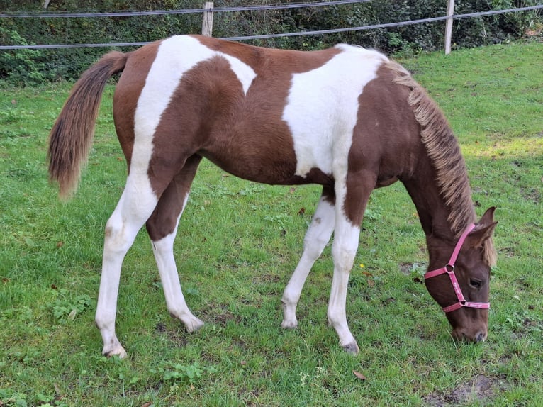 Paint Horse Giumenta 1 Anno 152 cm Tobiano-tutti i colori in Kruchten