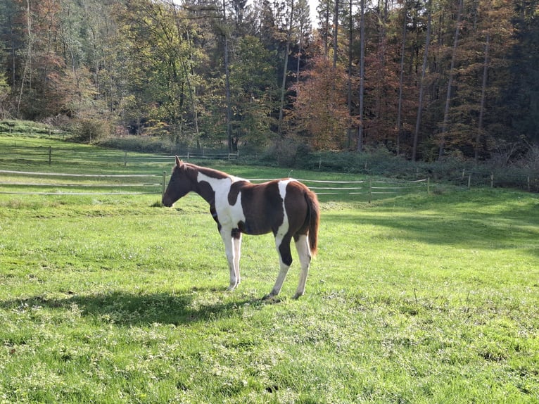 Paint Horse Giumenta 1 Anno 152 cm Tobiano-tutti i colori in Kruchten