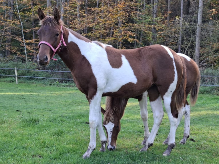 Paint Horse Giumenta 1 Anno 152 cm Tobiano-tutti i colori in Kruchten