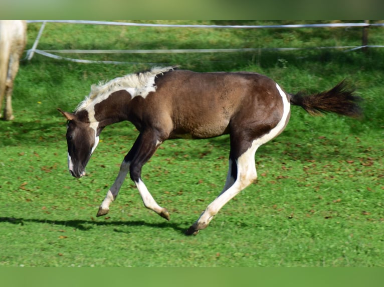 Paint Horse Giumenta 1 Anno 154 cm Grullo in Buchbach