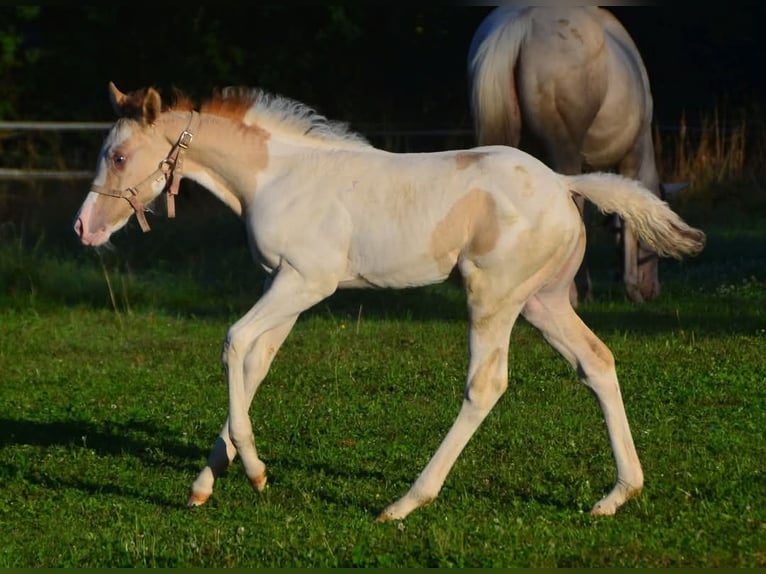 Paint Horse Giumenta 1 Anno 154 cm Pezzato in Buchbach